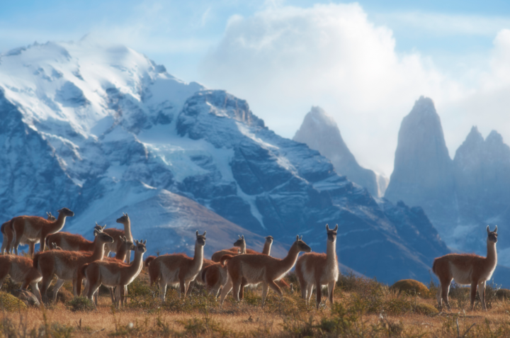 patagonia region