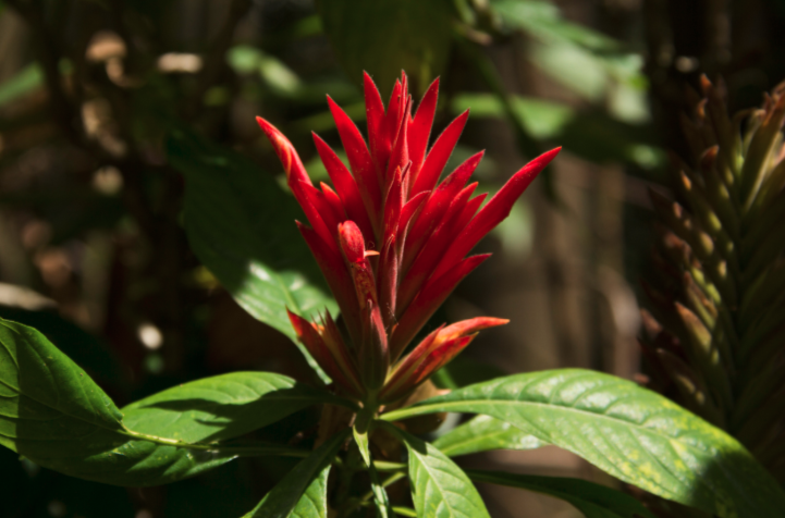 south america plants and flowers