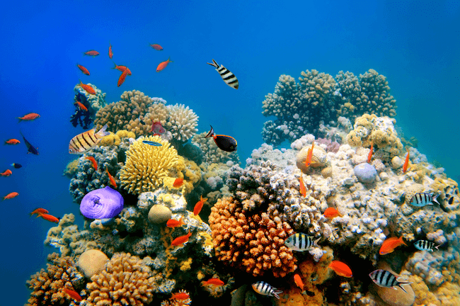 fun facts about coral reefs 1