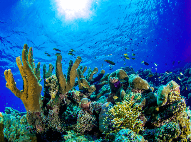 fun facts about coral reefs 1