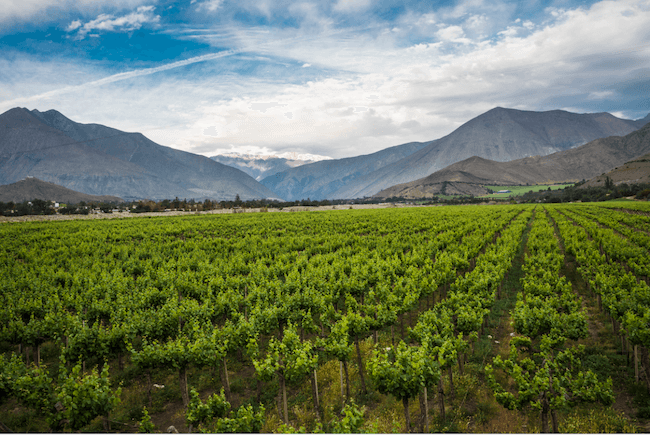 chilean red wine