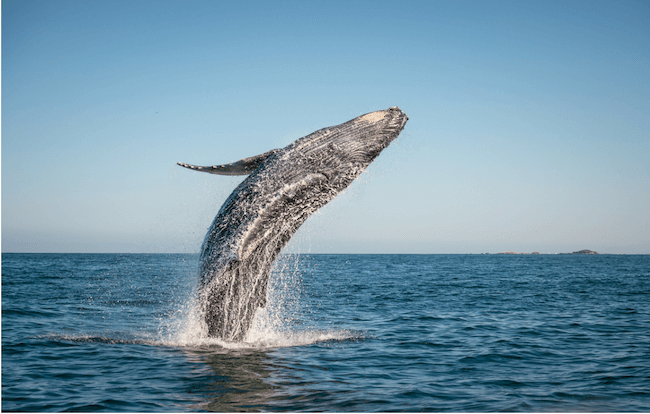 whale watching tours