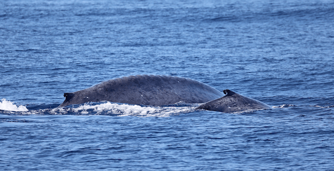 whale watching tours