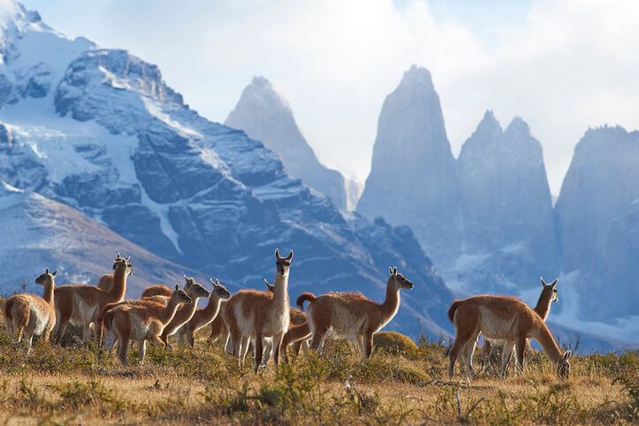 guanaco animal