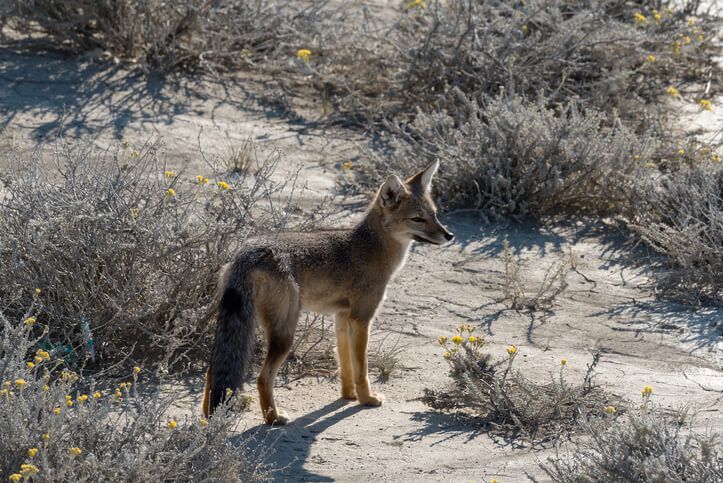 pampas fox